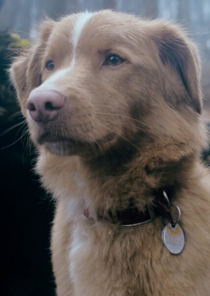 Indy (Good Boy) photo