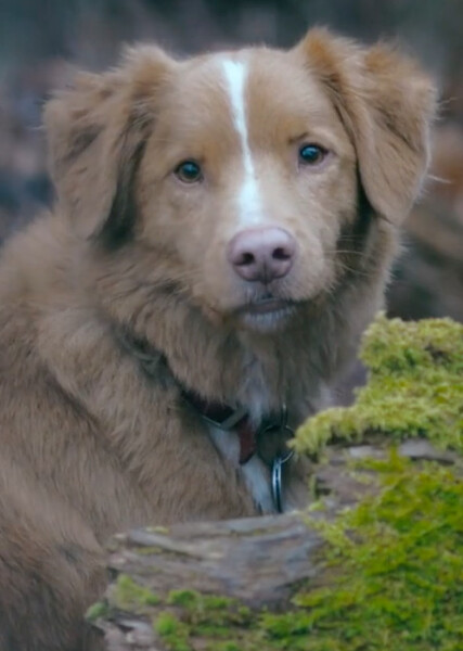 Indy (Good Boy) photo