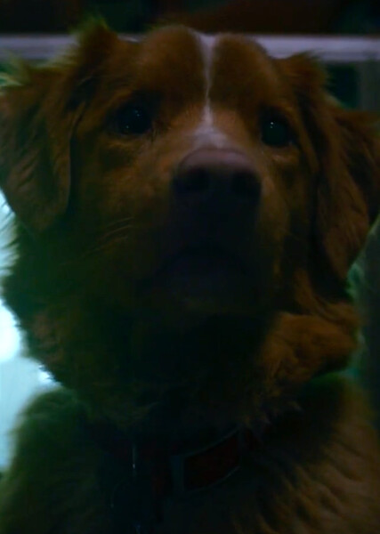 Indy (Good Boy) photo