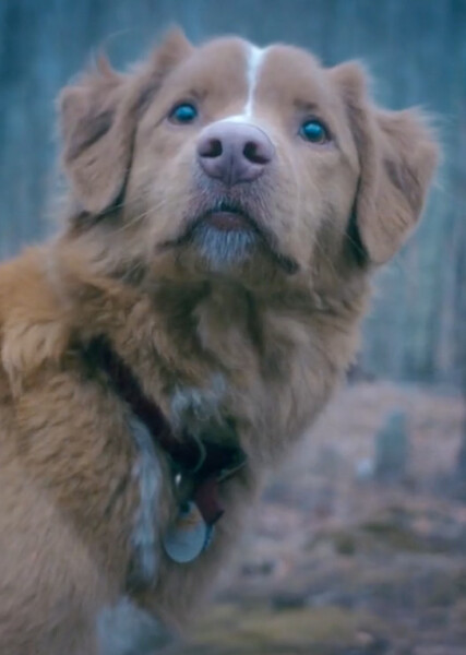 Indy (Good Boy) photo