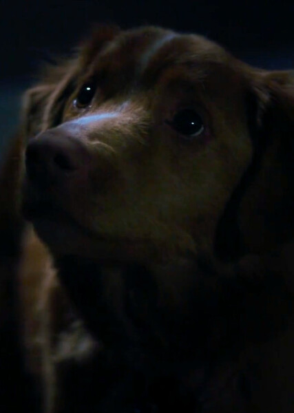 Indy (Good Boy) photo