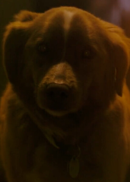 Indy (Good Boy) photo