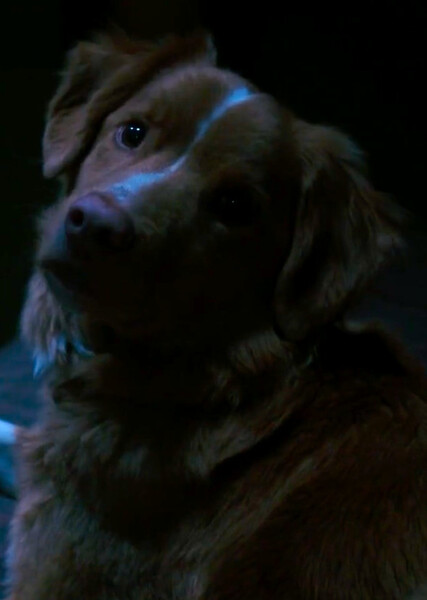 Indy (Good Boy) photo