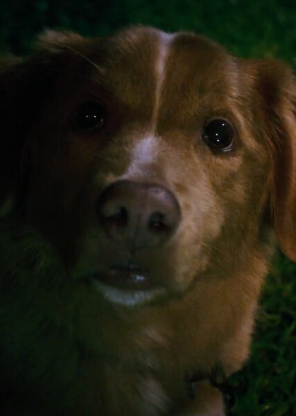 Indy (Good Boy) photo