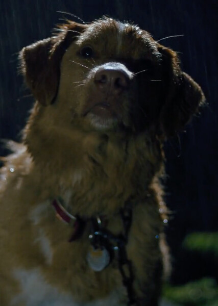 Indy (Good Boy) photo