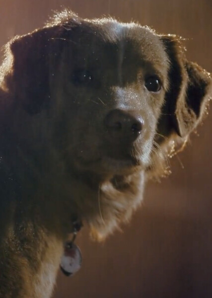 Indy (Good Boy)