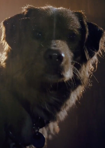 Indy (Good Boy) photo