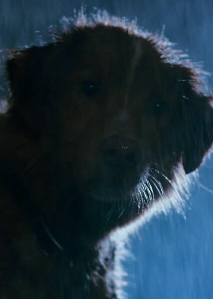 Indy (Good Boy) photo