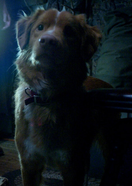 Indy (Good Boy) photo