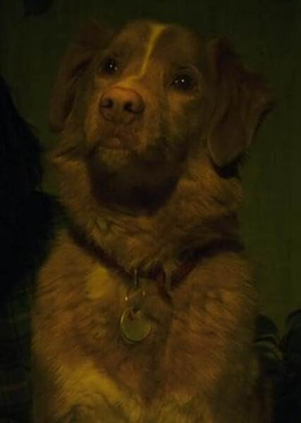 Indy (Good Boy) photo