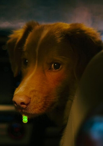 Indy (Good Boy) photo