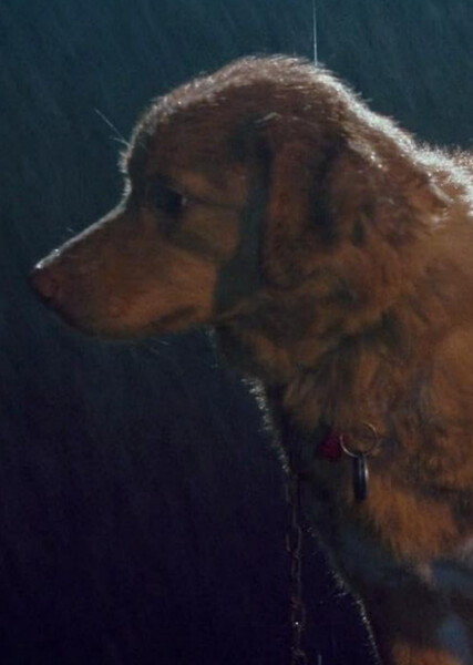 Indy (Good Boy)