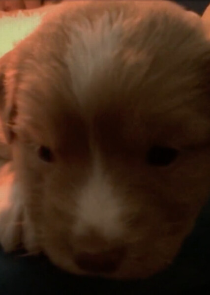 Indy (Good Boy) photo