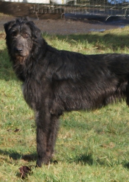 Irish Wolfhound photo