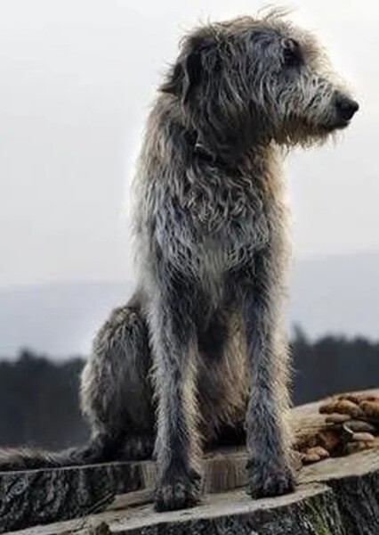 Irish Wolfhound photo