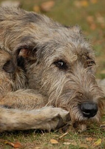 Irish Wolfhound photo