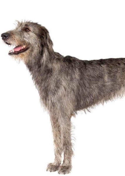 Irish Wolfhound photo