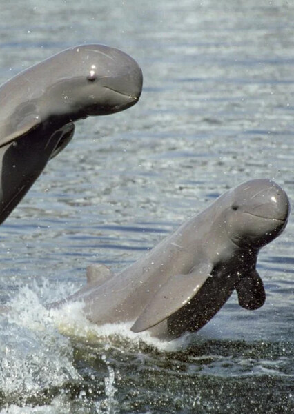 Irrawaddy Dolphin