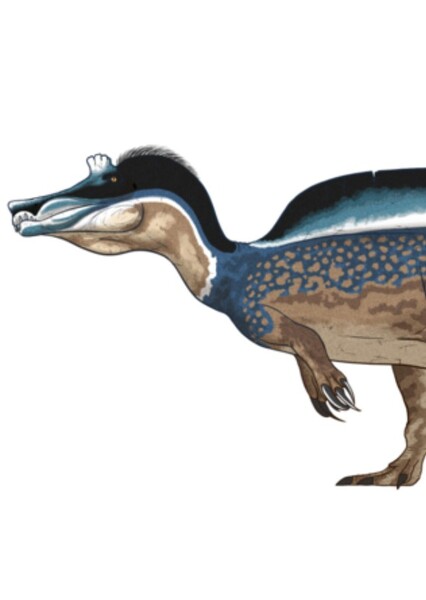 Irritator