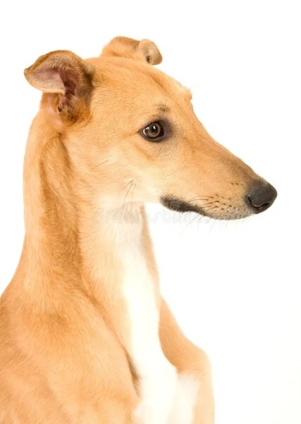 Italian Greyhound photo