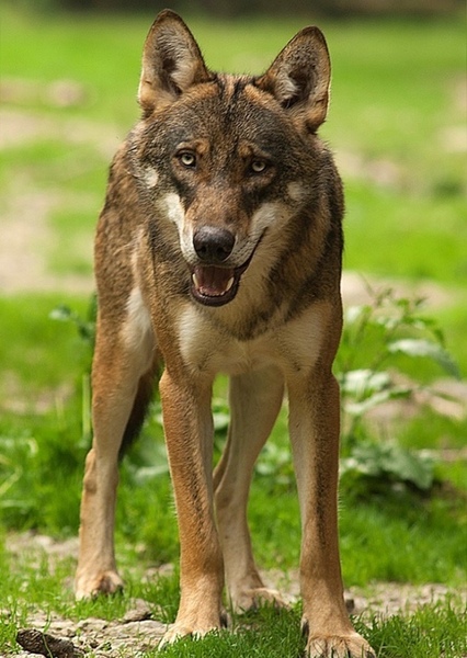 Italian Wolf
