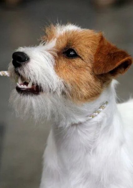Jack Russell Terrier