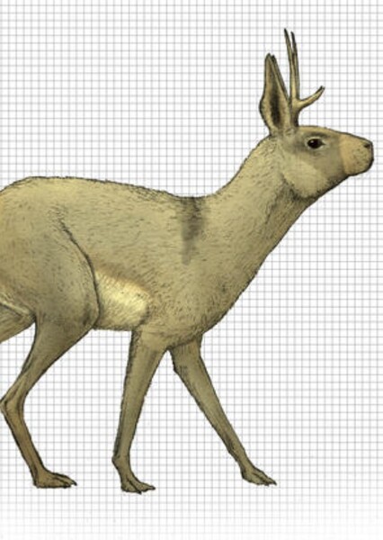 Jackalope photo