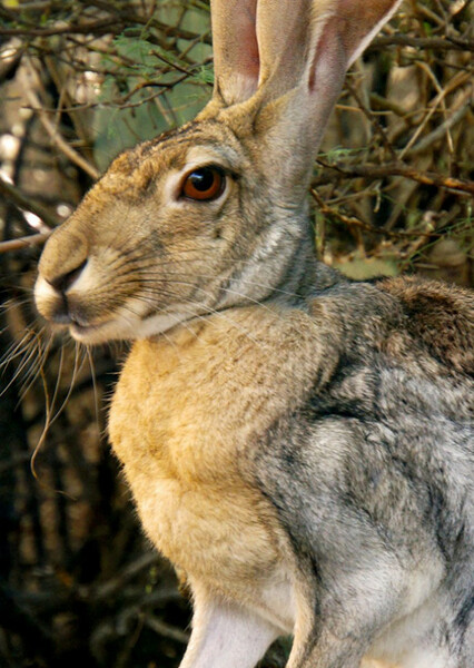Jackrabbit
