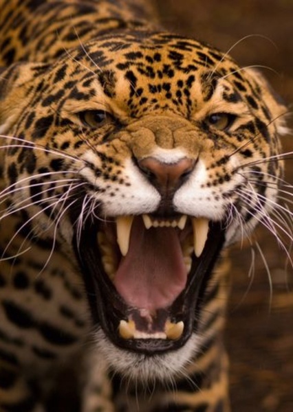 Jaguar (Animal) photo
