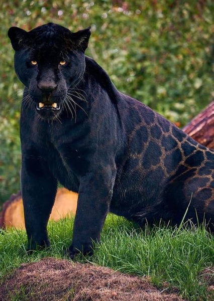Jaguar (Animal) photo