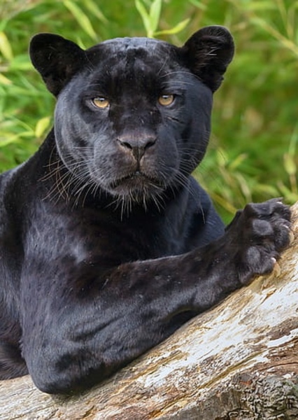 Jaguar (Animal) photo