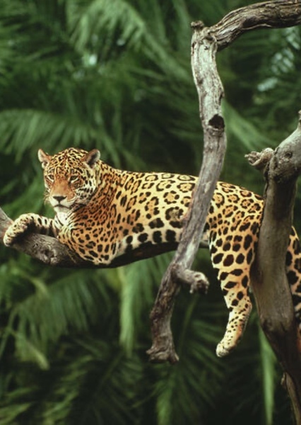 Jaguar (Animal)