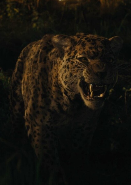 Jaguar (Animal)