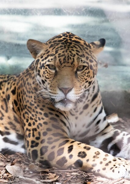 Jaguar (Animal) photo