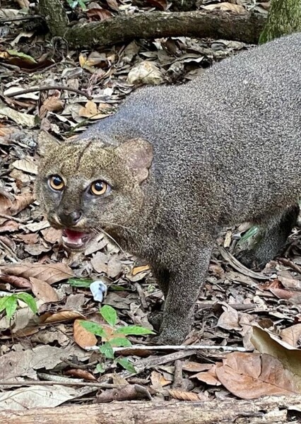 Jaguarundi