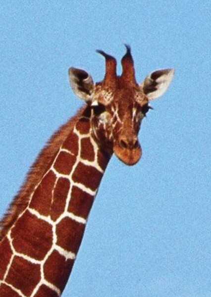 Melman