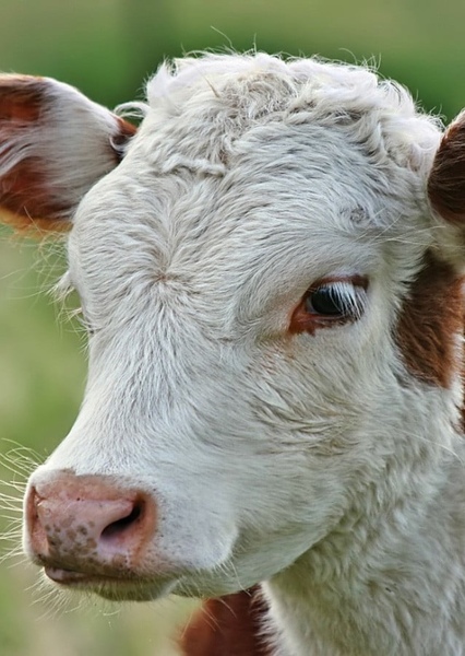 Jane the Calf photo