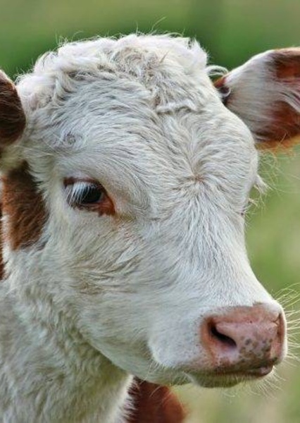 Jane the Calf photo