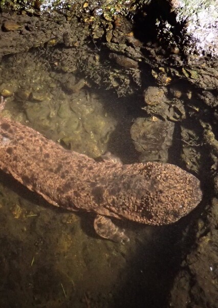 Japanese Giant Salamander