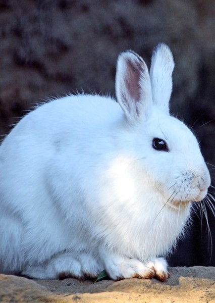 Japanese Rabbit