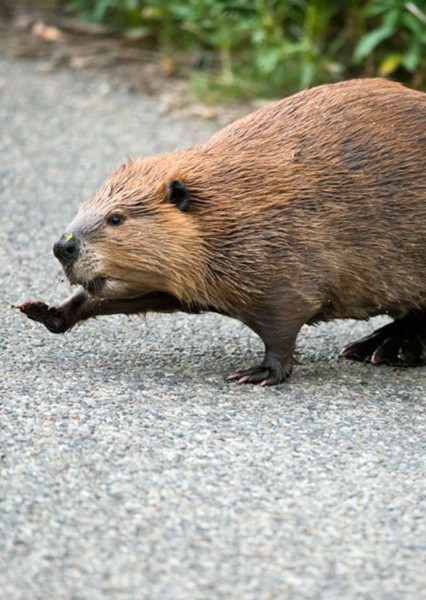 Jared the Beaver photo
