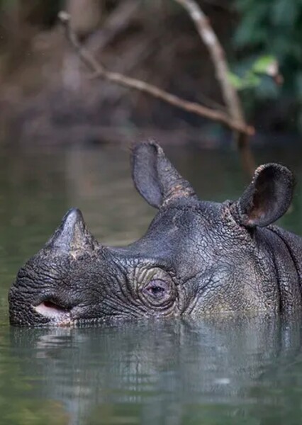 Javan Rhinoceros