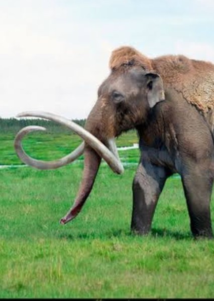 Jeffersonian Mammoth
