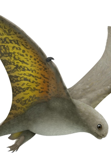 Jeholopterus