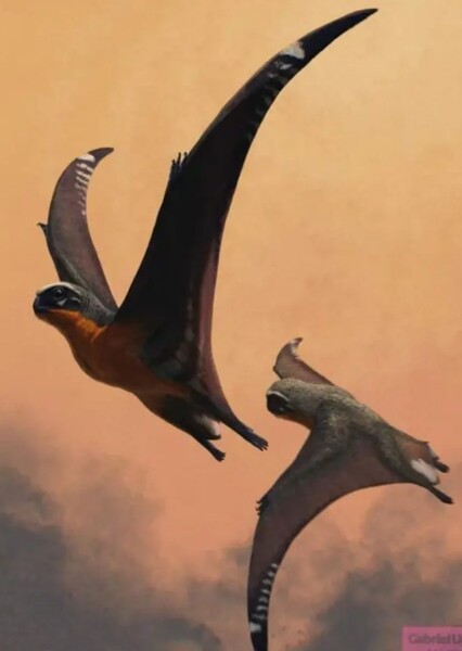 Jeholopterus