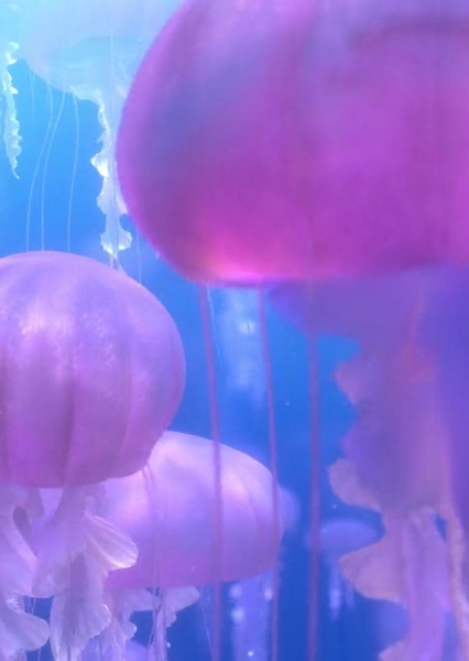 Jellyfish Forest