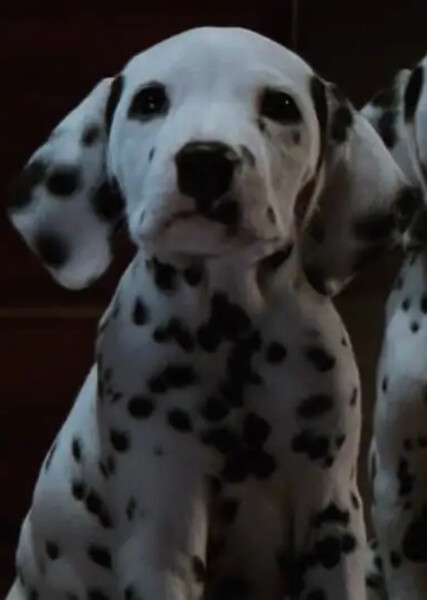 Jewel (101 Dalmatians) photo