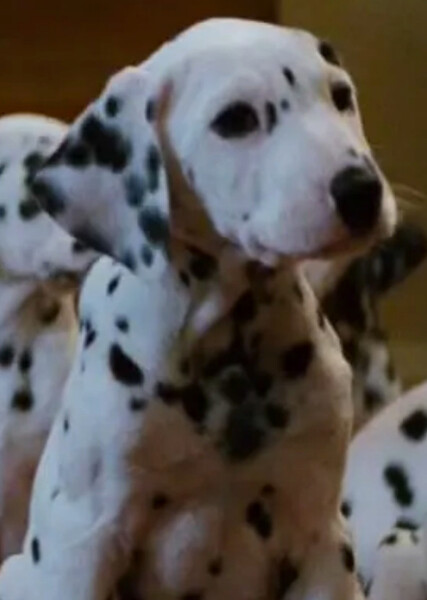 Jewel (101 Dalmatians) photo