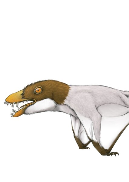 Jianchangnathus