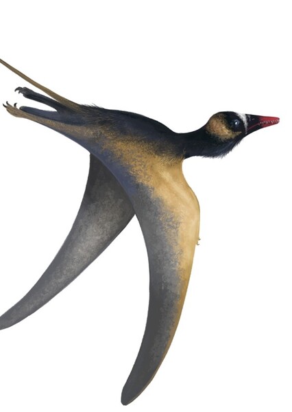 Jianchangopterus